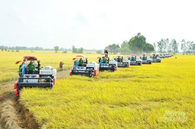 Xây dựng thí điểm đưa 'thương lái' vào chuỗi giá trị ngành hàng lúa gạo