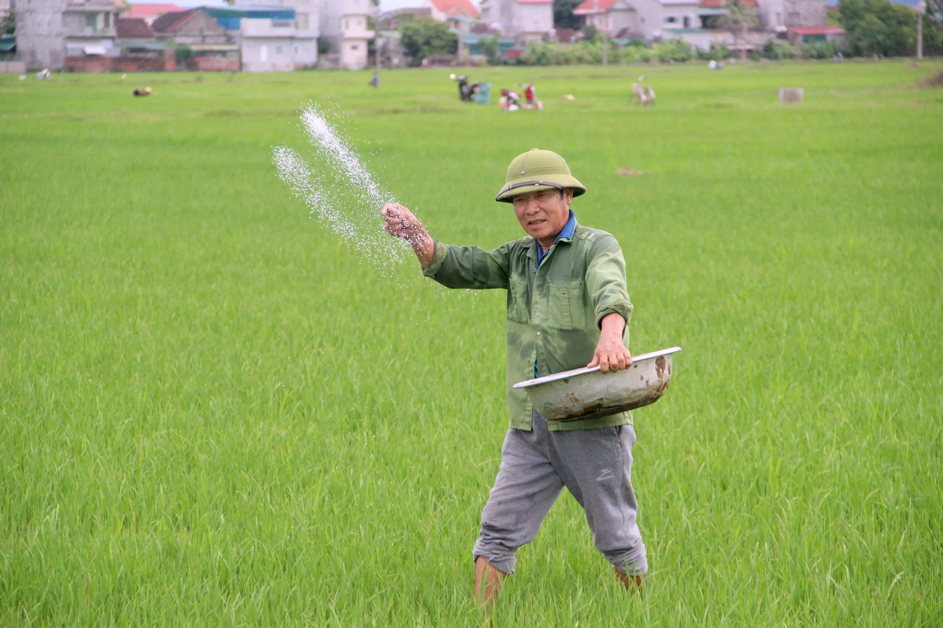 Ba nguy cơ gây ảnh hưởng lớn đến sản xuất lúa xuân ở Nghệ An