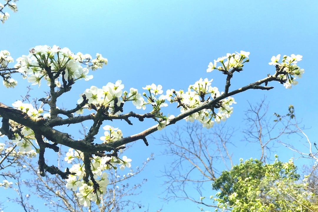 Vườn lê đẹp mê mẩn