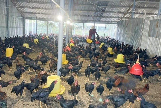 Không phát sinh ổ dịch cúm gia cầm mới