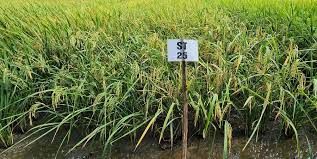 Vùng nào trồng lúa ST25 đạt 90 triệu đồng/ha, cho ra gạo vừa ngon, vừa thơm?