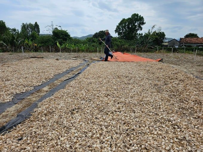 Tỏi Khánh Hòa chật vật khâu tiêu thụ sản phẩm