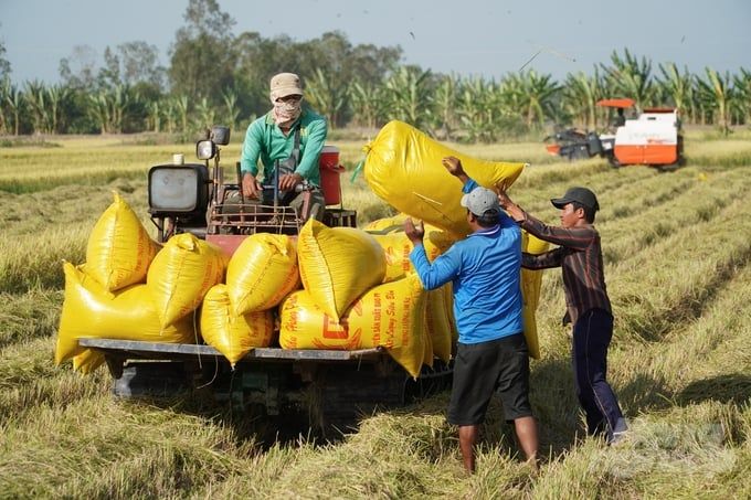 Sóc Trăng sẽ triển khai trên 33.300ha lúa chất lượng cao trong năm 2024