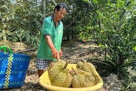Khi Malaysia xuất khẩu sầu riêng tươi sang Trung Quốc, vị thế của sầu riêng Việt Nam có bị ảnh hưởng?