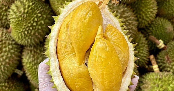 Giá sầu riêng hôm nay 27/3: Sầu Thái 212.00 đồng/kg, tăng tốc xuất khẩu hàng đông lạnh vào Trung Quốc