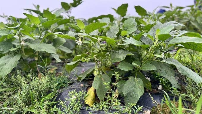 Xã có 500 hộ trồng cà dừa, thu nhập gấp 3 - 4 lần trồng lúa
