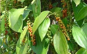 Trồng tiêu ở Đắk Lắk, lâu lắm nông dân mới có cảm giác 