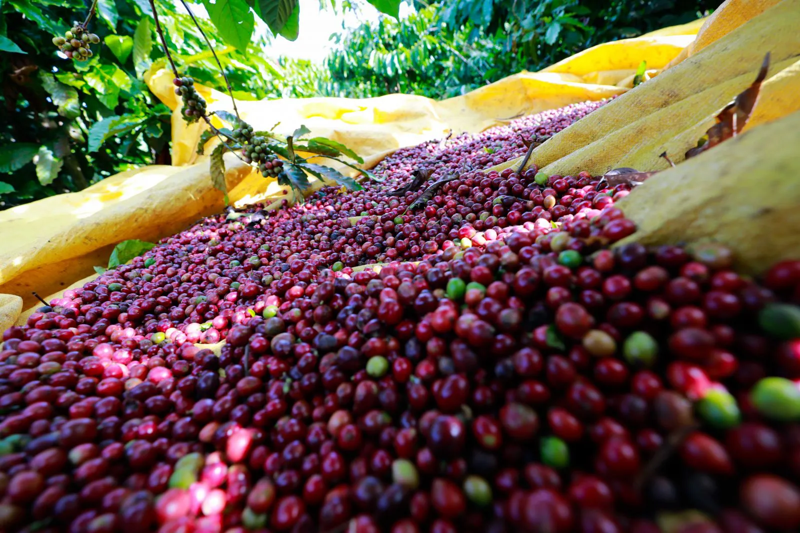 Giá cà phê ngày 29/3: Sau khi lên đỉnh sát ngưỡng 99.000 đồng/kg, giá cà phê 