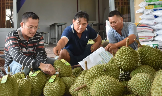 Xuất khẩu rau quả đã vượt 1 tỷ USD, Cục Bảo vệ thực vật đề nghị siết kiểm soát mã số vùng trồng sầu riêng