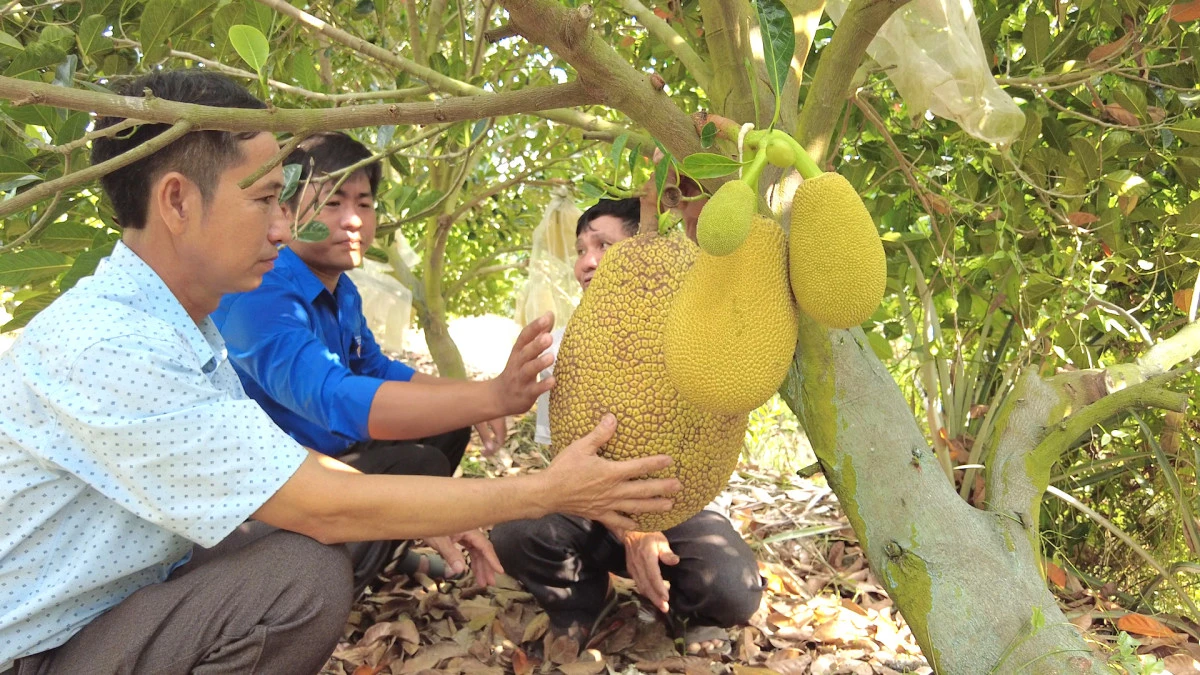 Trồng giống mít gì mà một nông dân Long An có thời điểm bán 100.000 đồng/kg vẫn đắt khách?
