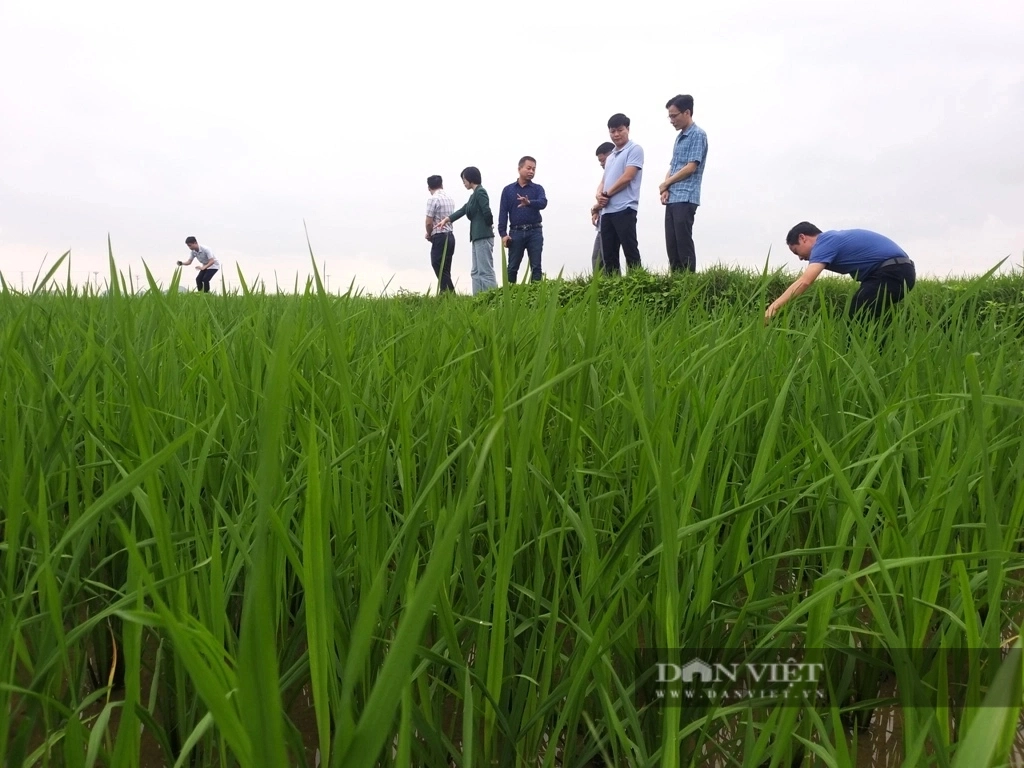 Ninh Bình: Lúa xuân đẻ nhánh khỏe, xanh tốt, nông dân phấn khởi