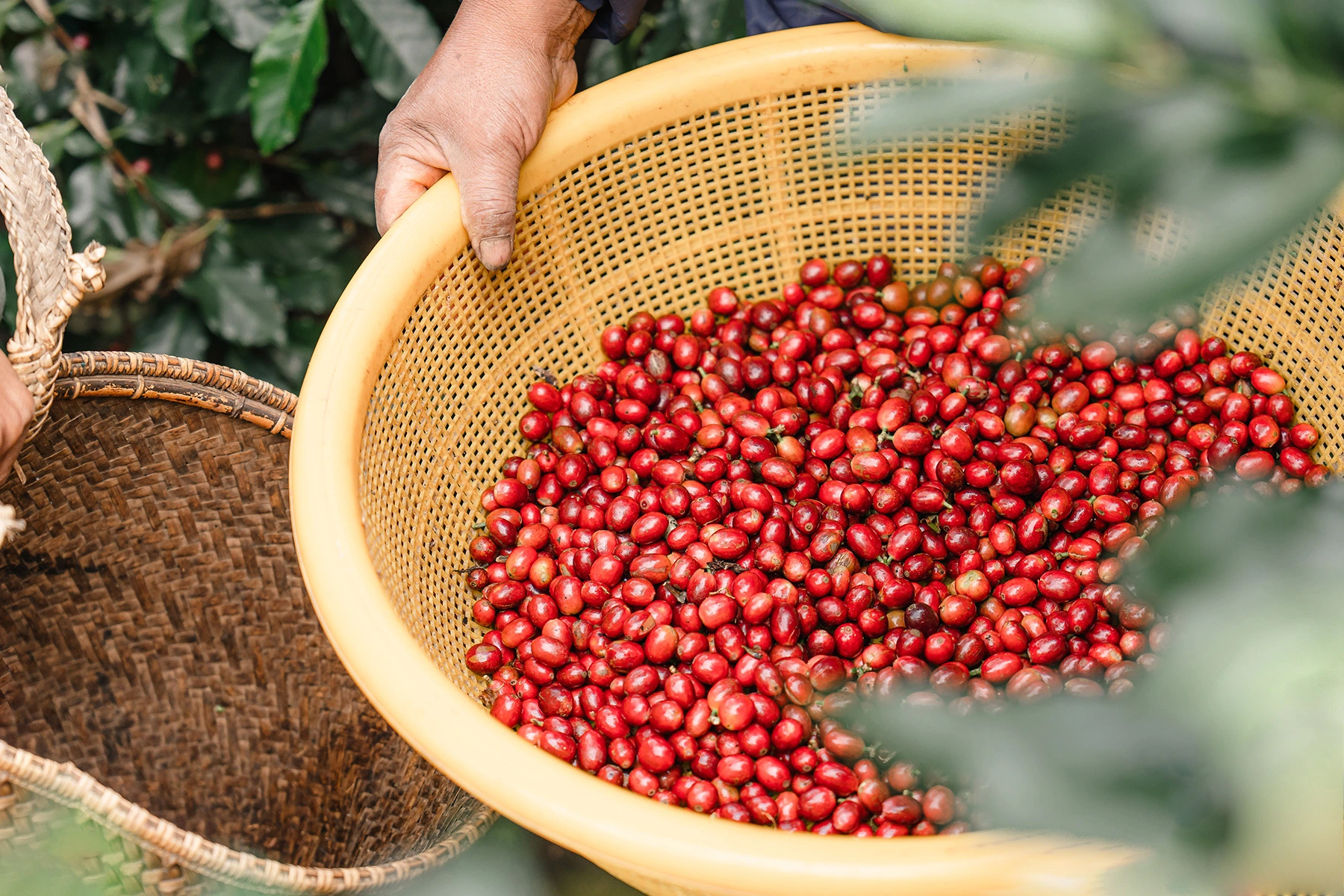 Giá cà phê ngày 13/4: Giá cà phê nội địa chạm đỉnh 110.000 đồng/kg