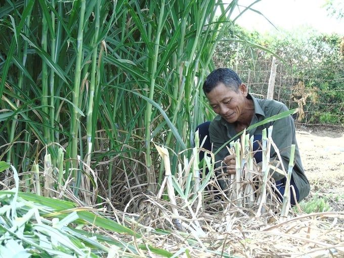 Không để vật nuôi bị chết khát mùa khô hạn