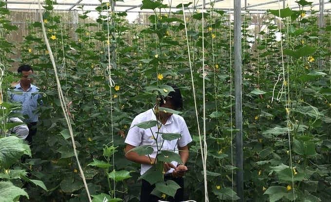 Giống và canh tác thích ứng với biến đổi khí hậu Giảm lệ thuộc giống rau nhập khẩu