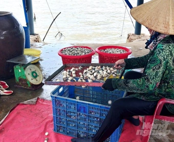Nuôi nghêu thương phẩm vùng bãi triều cho lợi nhuận từ 200-300 triệu đồng/ha