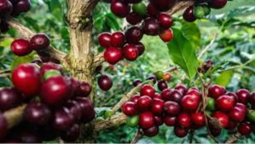 Giá cà phê ngày 16/4: Cà phê trong nước lại có giá cao nhất từ trước tới nay, 2 sàn thế giới tiếp tục tăng
