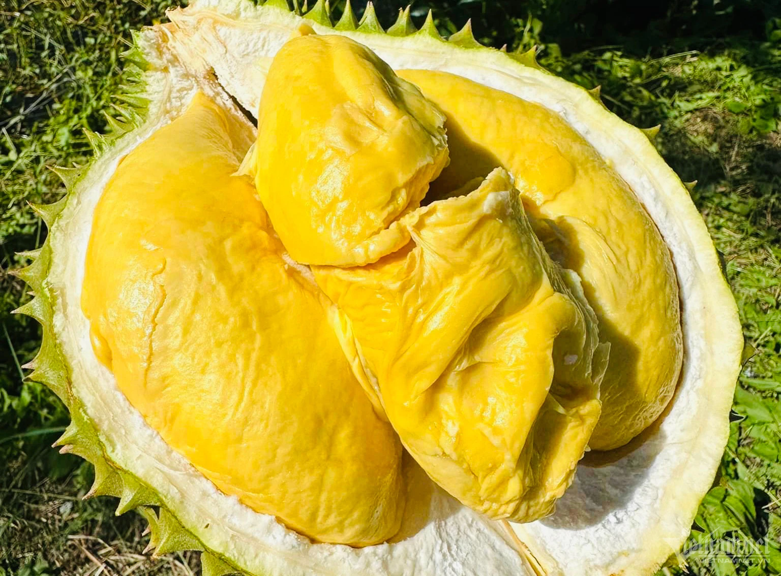 Giá sầu riêng ngày 17/4: Để giữ thị phần hot của sầu riêng Việt Nam, Thái Lan ban hành tiêu chuẩn gì?