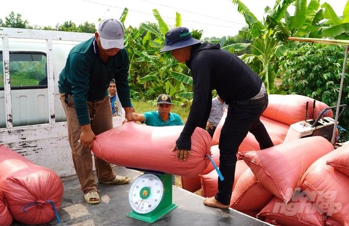 Xử lý nghiêm thương lái phá giá thu mua lúa gạo