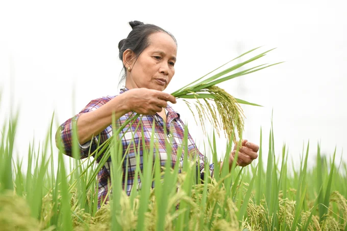 Hoa Kỳ hỗ trợ 4,4 triệu USD dự án sử dụng phân bón đúng