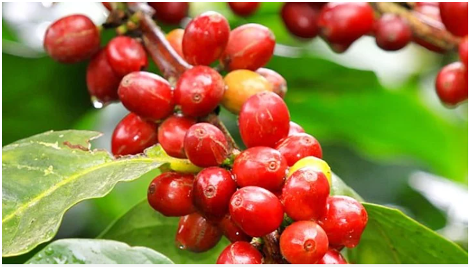 Giá cà phê ngày 18/4: Cà phê có giá cao chưa từng thấy, vượt mốc 120.000 đồng/kg