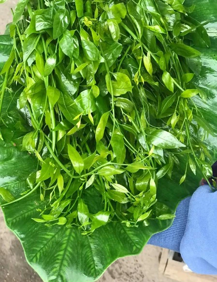 Loại rau đắt ngang thịt bò, ăn ngọt như mì chính, cực kỳ bổ dưỡng