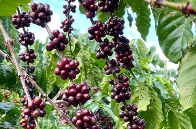 Giá cà phê tăng nhanh, tăng cao thách thức chuỗi cung ứng