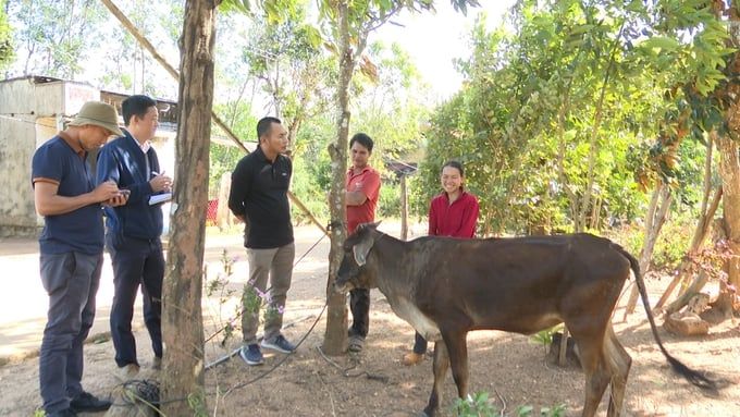 Vụ cấp bò nhưng chỉ nhận bê: Nhiều cá nhân bị xem xét trách nhiệm