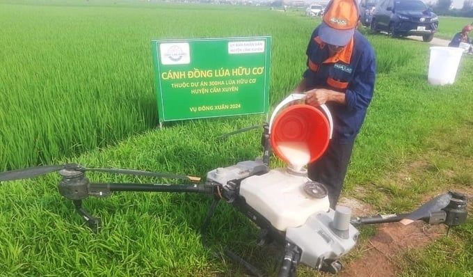Cho lúa 'ăn' trứng gà, sữa tươi