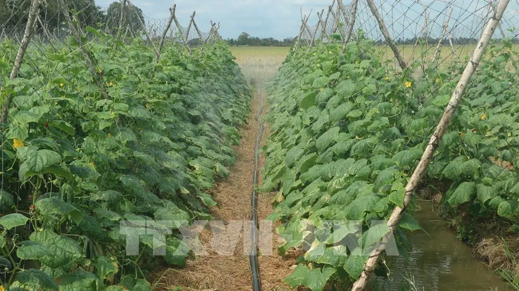 Khốc liệt hạn mặn miền Tây, ở Sóc Trăng, lấy nước ngọt, tưới nước kiểu gì mà ruộng dưa leo vẫn xanh tốt?