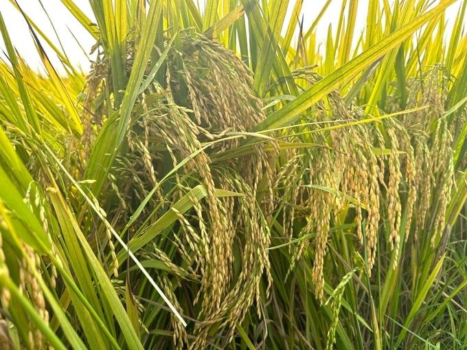 Bất ngờ năng suất giống lúa TBR87