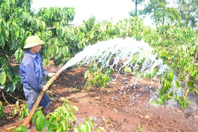 Nước tưới cho Tây Nguyên Sông hồ cạn kiệt, nước vẫn xài hoang