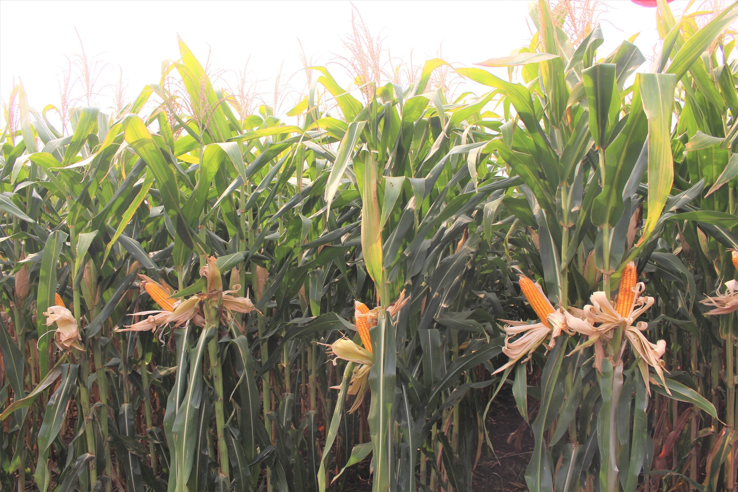 Syngenta ra mắt sản phẩm giống ngô giải quyết mối lo sâu đục thân, năng suất lên đến 9 tấn/ha