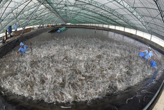 Đề nghị bãi bỏ hạn ngạch đối với tôm Việt Nam nhập khẩu vào Hàn Quốc