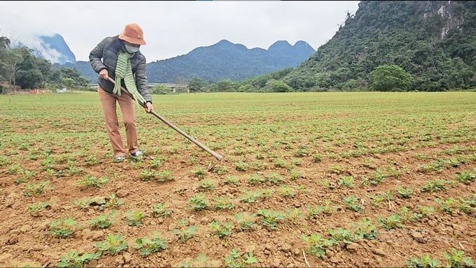 20 tấn lạc giống bán cho nông dân Quảng Bình có dấu hiệu bất thường