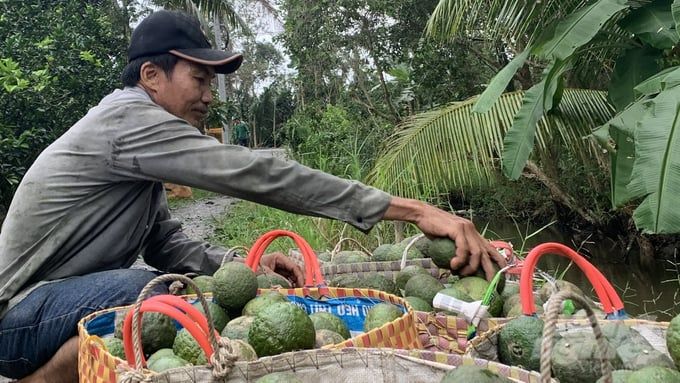 Giá cam sành giảm mạnh, nông dân thất thu