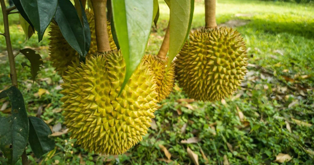Giá sầu riêng ngày 24/4: Ngành chức năng khuyến cáo chớ bán non để xuất khẩu sầu riêng tốt hơn