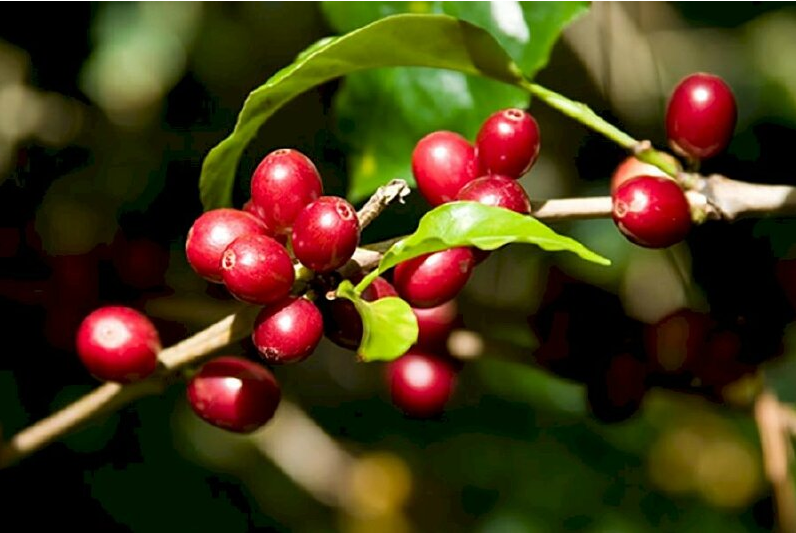 Giá cà phê ngày 24/4: Cà phê trong nước giá liên tục 