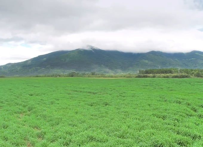 Mang Yang là nơi rất tốt để phát triển đàn bò sữa