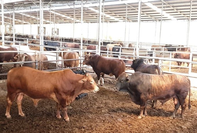 Giải bài toán nguồn thức ăn cho ngành chăn nuôi