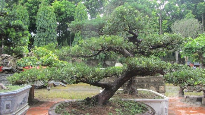Trồng cây cảnh lấy vui cũng có thu nhập bằng 1ha nhãn
