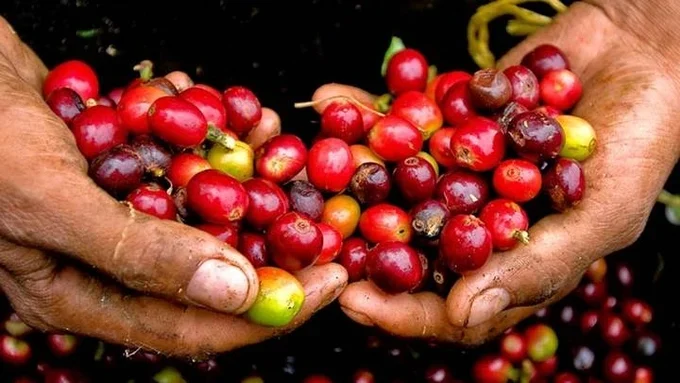 Cà phê có thể bị tiêu hủy nếu vi phạm quy định kiểm dịch của Mexico