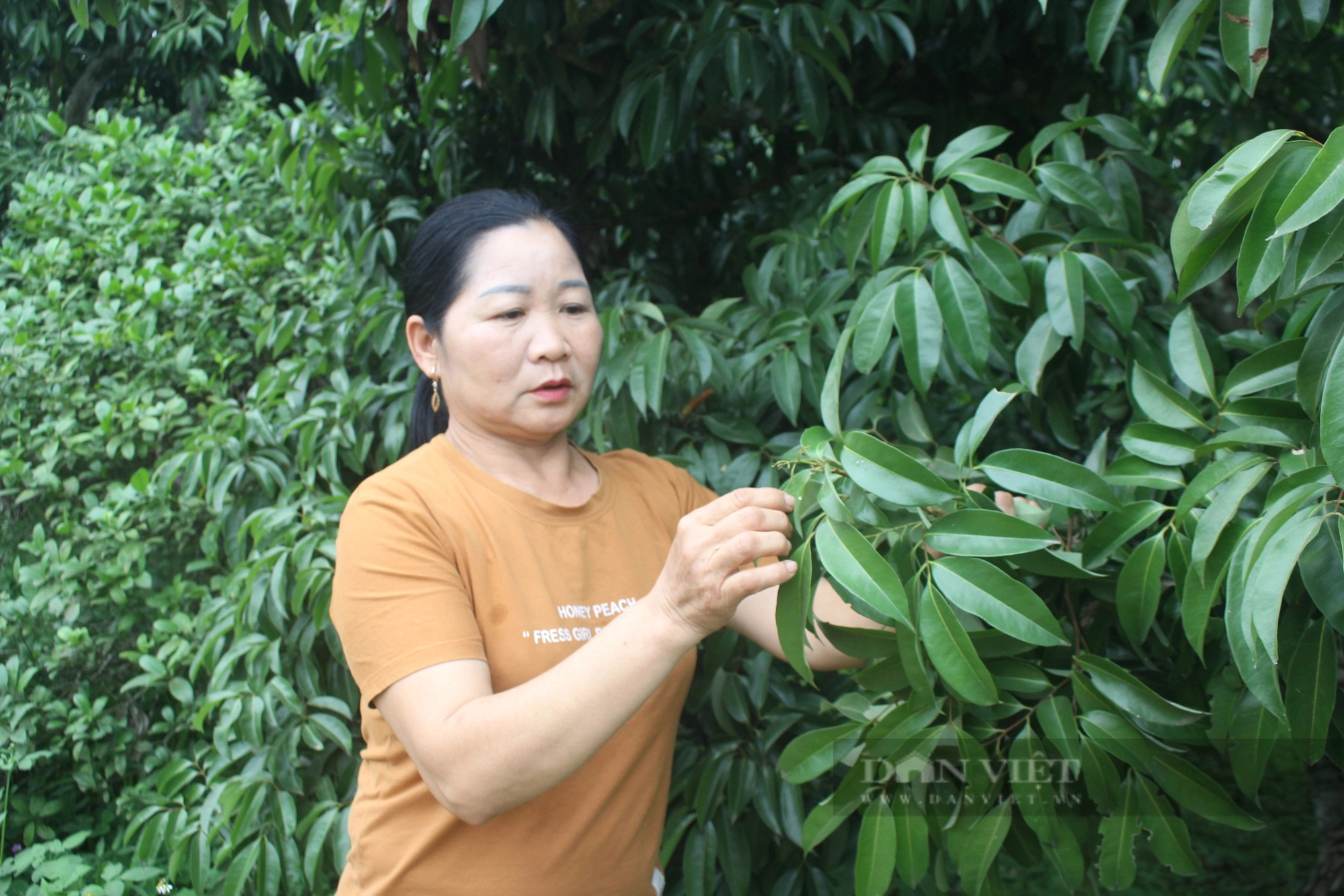 Người dân làm đủ mọi cách nhưng vải thiều vẫn không ra hoa, tỉnh Bắc Giang thất thu 100.000 tấn vải