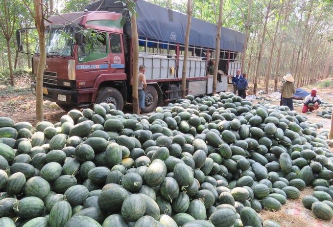 Vụ dưa ngọt giữa những ngày nắng nóng