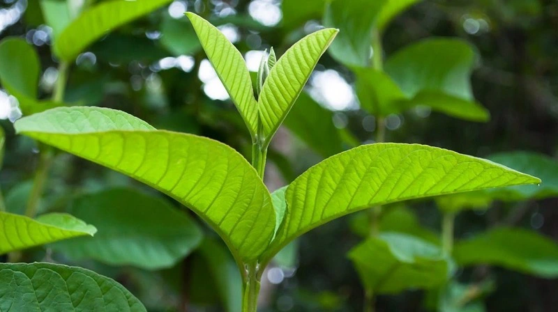 Loại lá có tác dụng chữa bệnh mọc đầy nhà, chế biến thành các món ăn sau càng tốt cho sức khỏe chúng ta