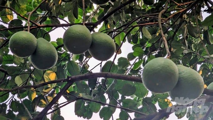 Nông nghiệp xanh bên dòng sông lịch sử Quả thơm bên dòng Hương Giang