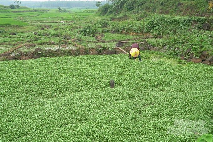 Hái ra tiền từ loài rau 'dị ứng' với phân bón