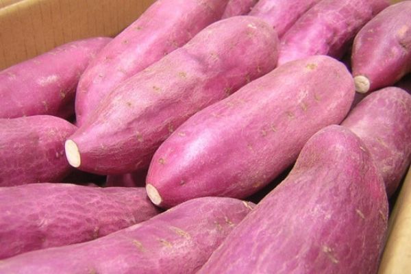 Bảo quản khoai lang tươi