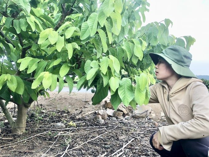Vùng khó Kông Chro phát triển mạnh cây ăn quả đặc sản