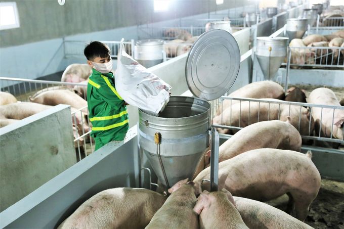 Bắc Kạn ưu tiên các dự án chăn nuôi lợn công nghệ cao