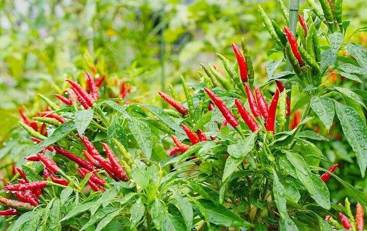 Loại gia vị rẻ tiền nhưng tốt ngang 'thuốc bổ', giúp cải thiện tim mạch